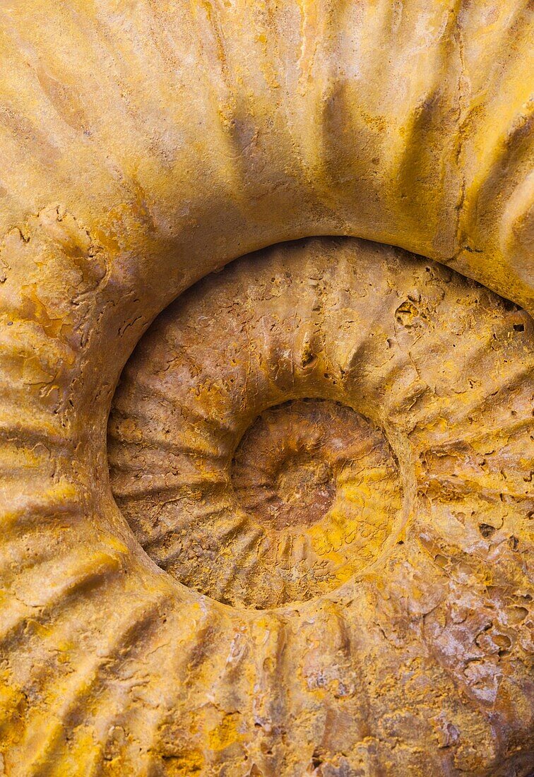 Ammonite fossil, Jurassic Museum of Asturias, Colunga Council, Asturias, Spain, Europe