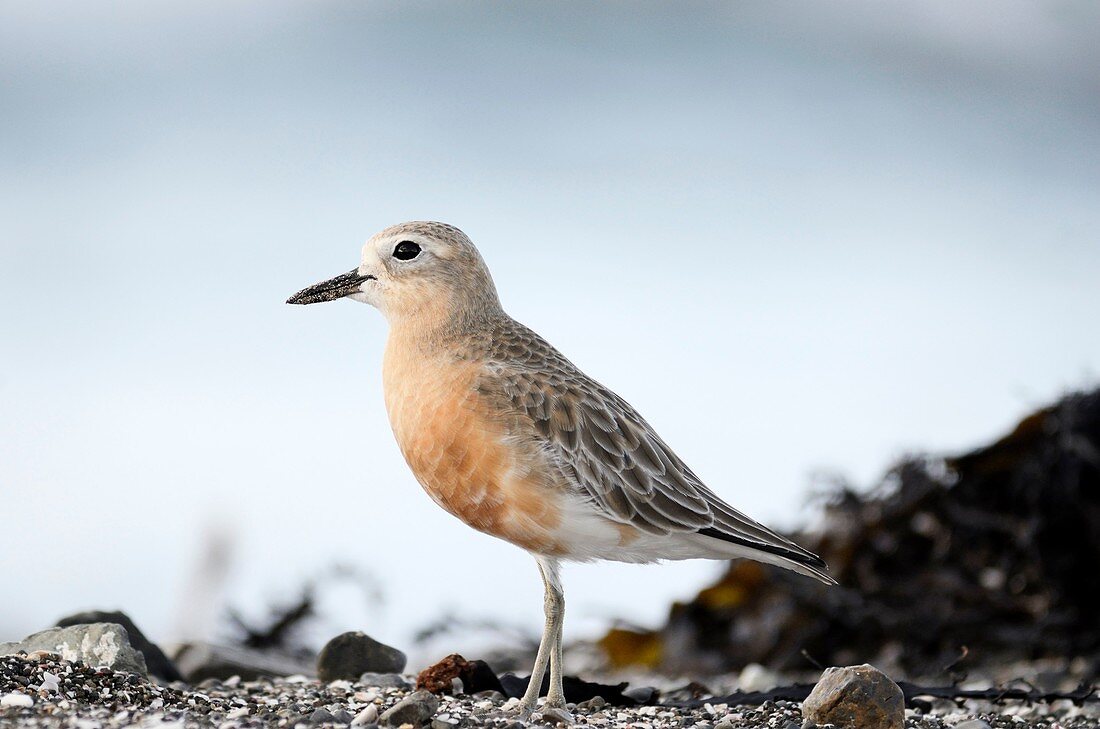 New Zealand dotterel Charadrius obscurus is an endangered bird species endemic to New Zealand  Mimiwhangata, Northland, New Zealand