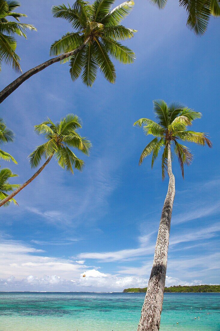Palm trees, Shangri-La Fijian Resort, Yanuca Island, Coral Coast, Viti Levu, Fiji, South Pacific