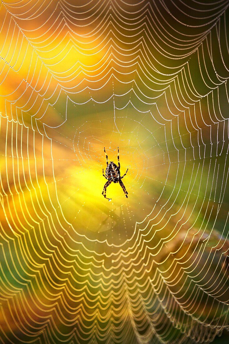 Detail of spider in spider web