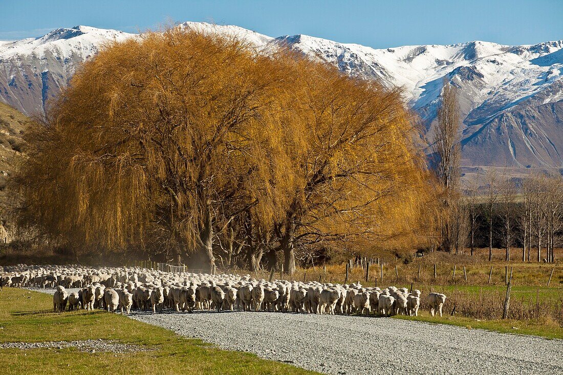 Merino flock of sheep being driven along dirt road in front of willow tree, Forest Creek Station, Rangitata river valley, South Canterbury