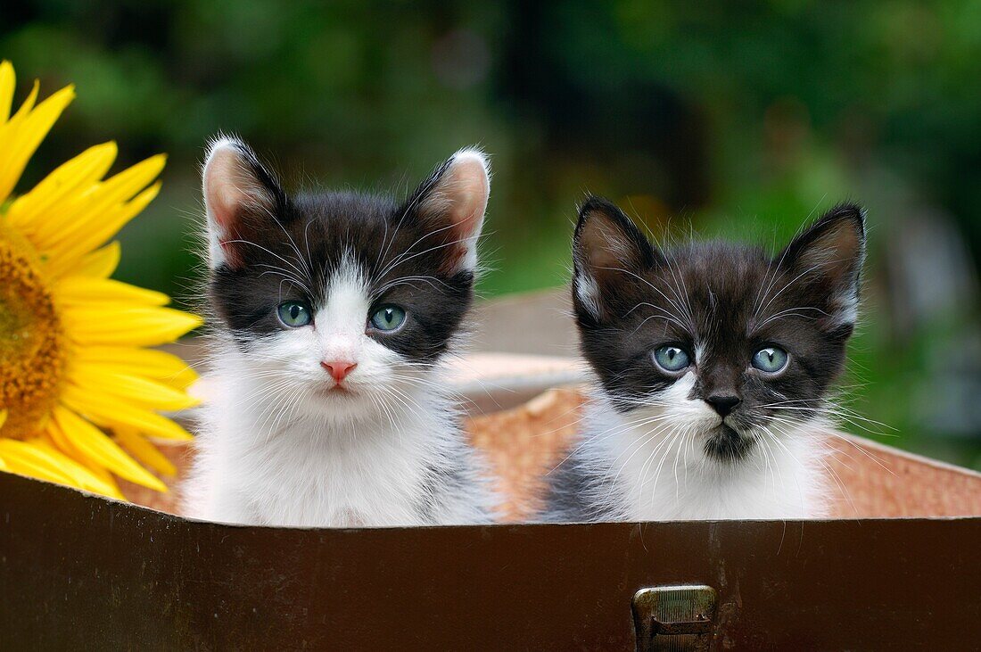 Two young black and white Kittens sitting in a toy suitcase, Germany
