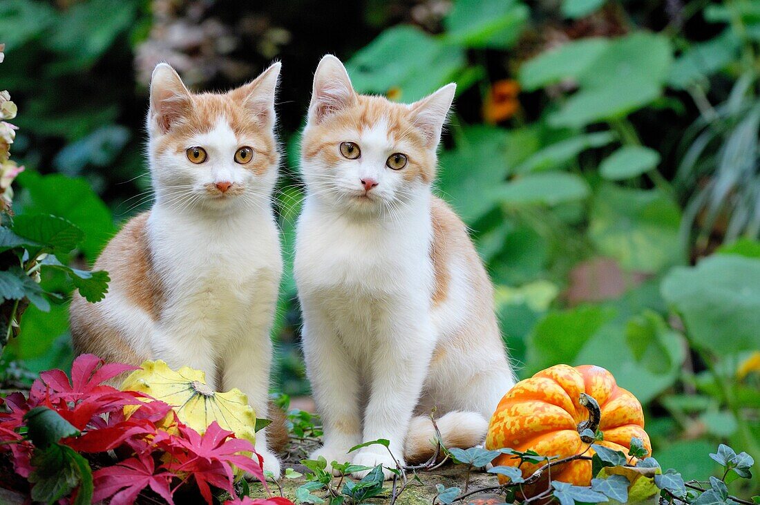 Two Red and White kittens sitting on wall in Garden, autum, Germany