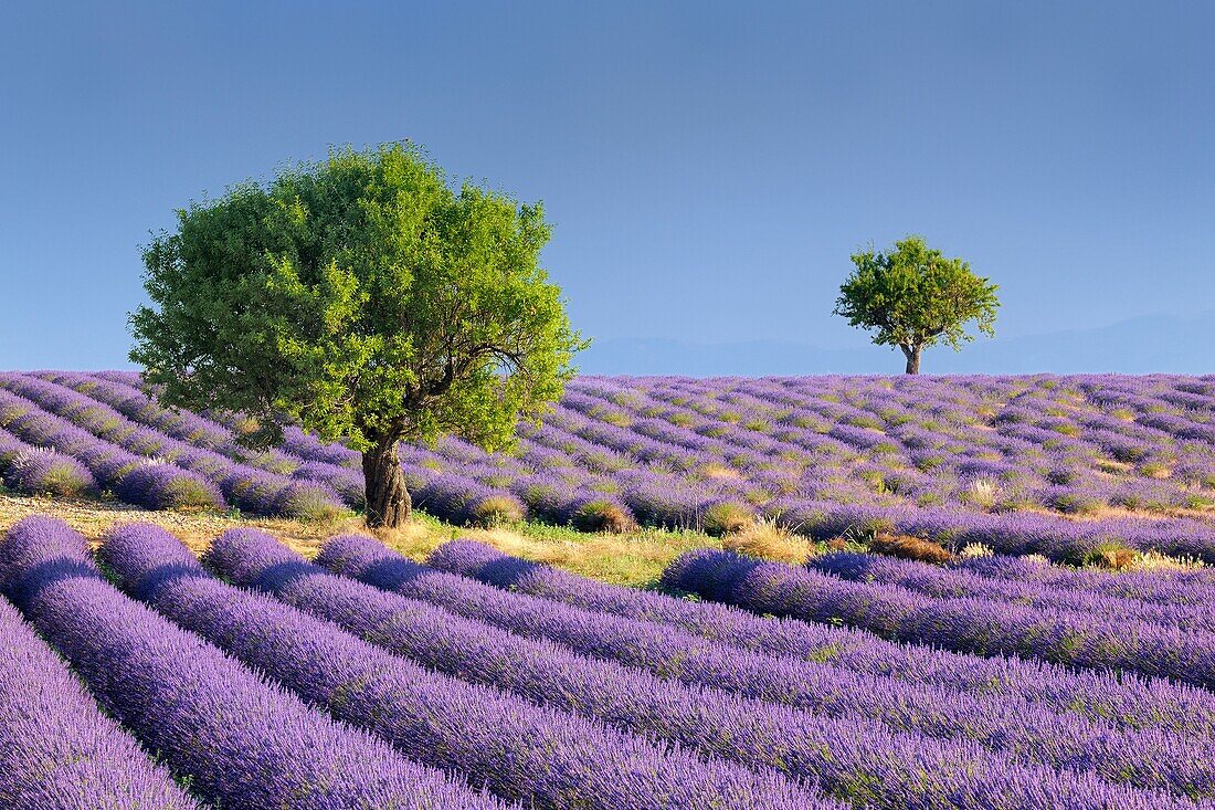 Lavender Lavendula angustifolia field with trees  Valensole, Plateau de Valensole, Alpes-de-Haute-Provence, Provence-Alpes-Cote d´Azur, Provence, Valensole, Provence, France