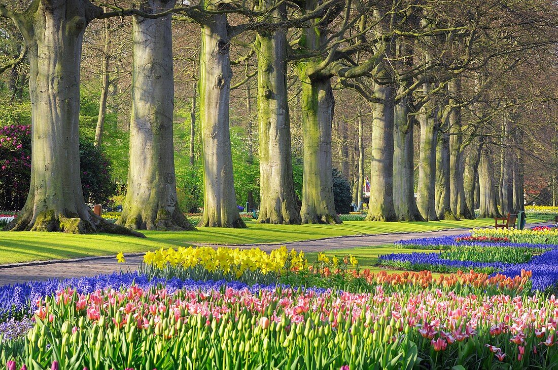 Tree lined path in formal garden with Springtime flowerbeds, Keukenhof Gardens, Lisse, Holland, Netherland