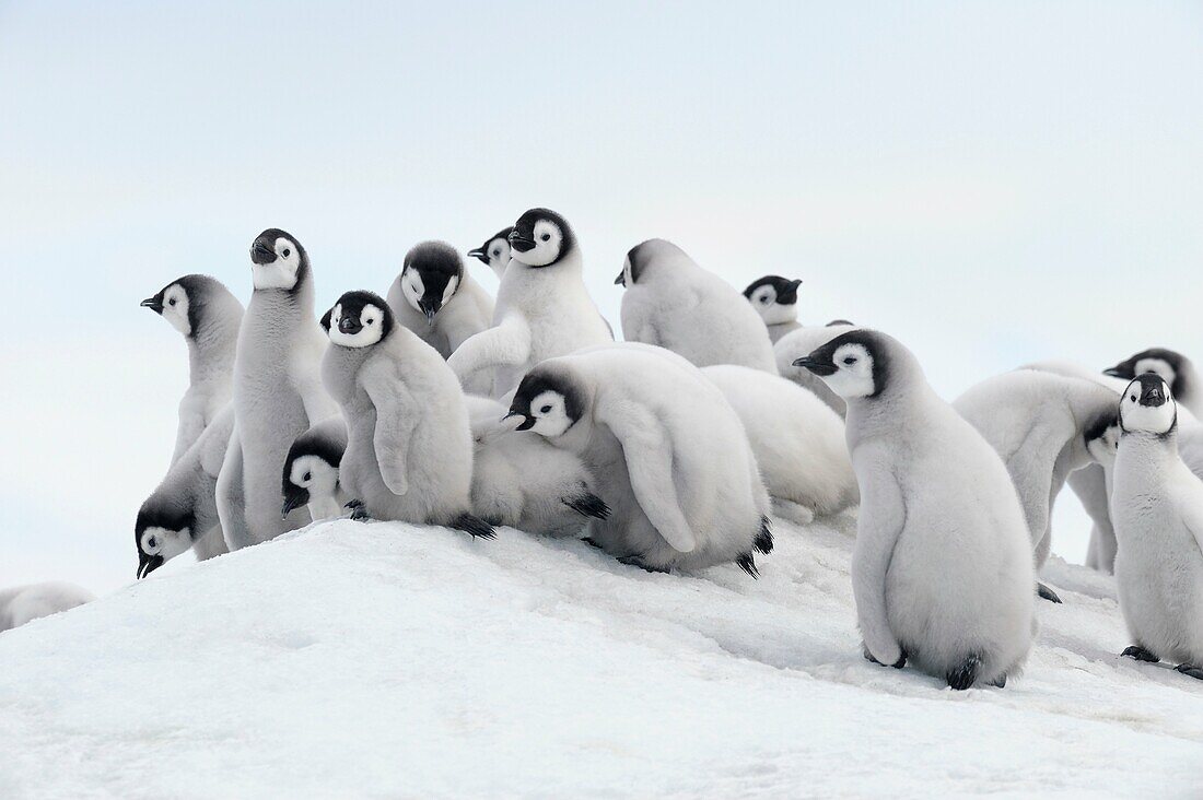 Emperor penguin Aptenodytes forsteri, chicks  Location: Snow Hill Island, Weddell Sea, Antarctica