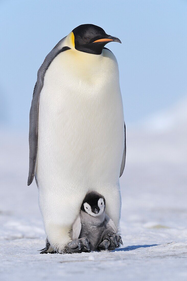 Emperor Penguin Aptenodytes forsteri adult and chick  Snow Hill Island, Antarctic Peninsula, Antarctica