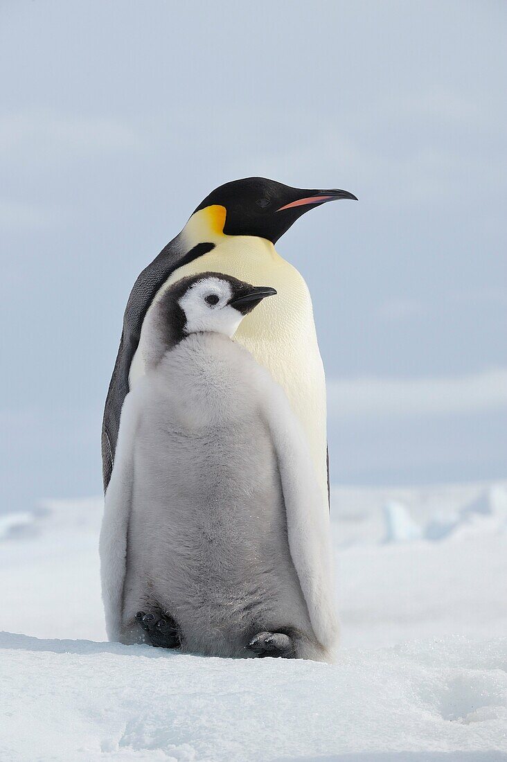 Emperor Penguin Aptenodytes forsteri adult and chick  Snow Hill Island, Antarctic Peninsula, Antarctica