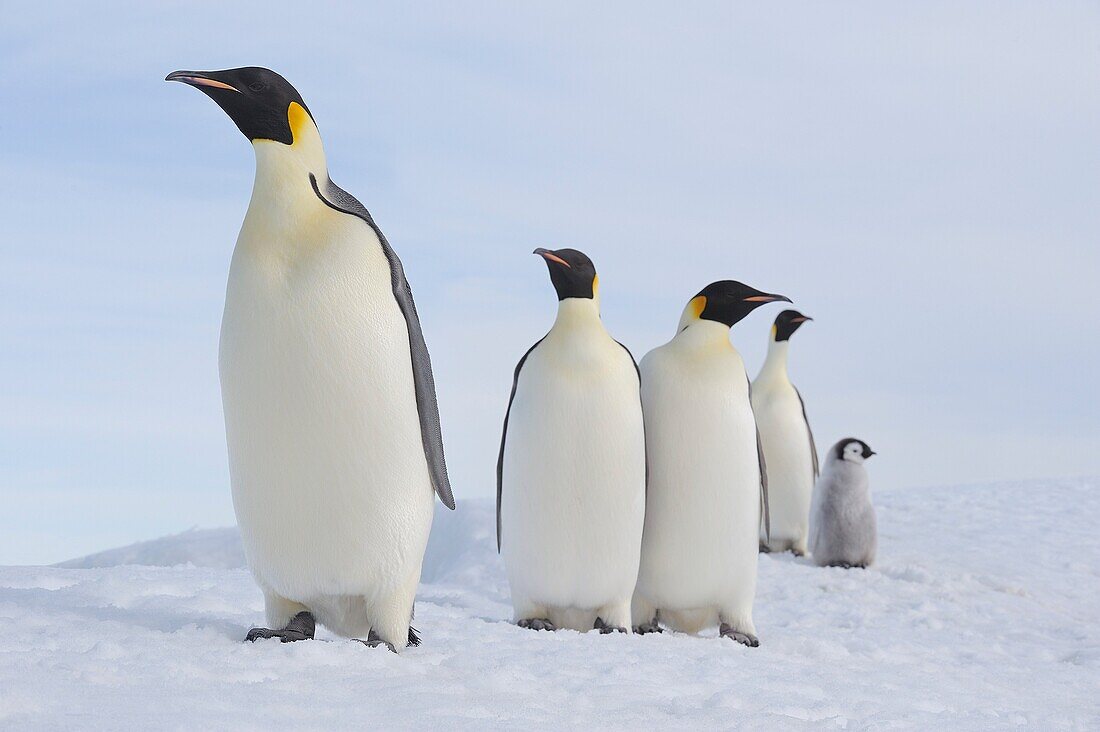 Emperor Penguin Aptenodytes forsteri group of adults and a ckick in a row  Snow Hill Island, Antarctic Peninsula, Antarctica