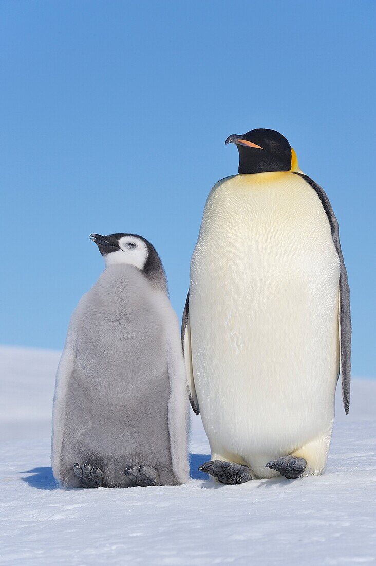 Emperor Penguin Aptenodytes forsteri adult and chick  Snow Hill Island, Antarctic Peninsula, Antarctica