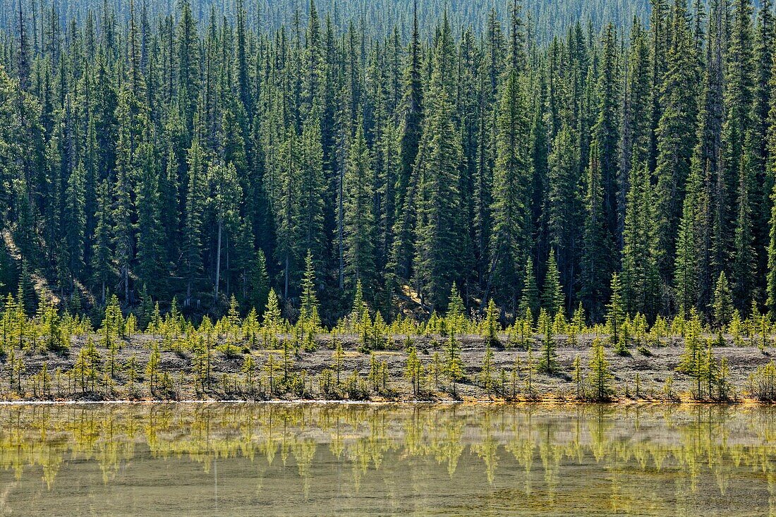 Young pine trees reflected in a shallow pool in the Sunwapta Valley, Jasper NP, Alberta, Canada