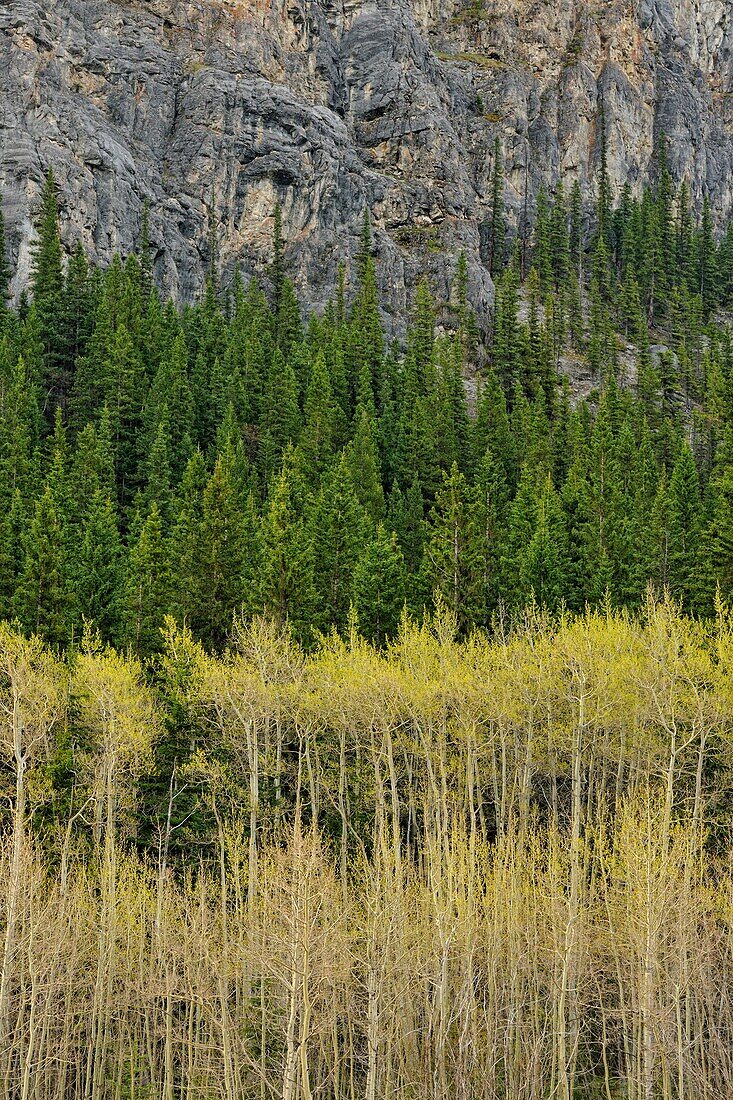 Aspen forests near Barrier Lake, Kananaskis country, Alberta, Canada.