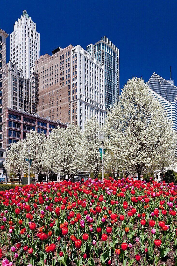 Spring tulip beds with city skyline buildings in Millenium Park in downtown Chicago, Illinois, USA