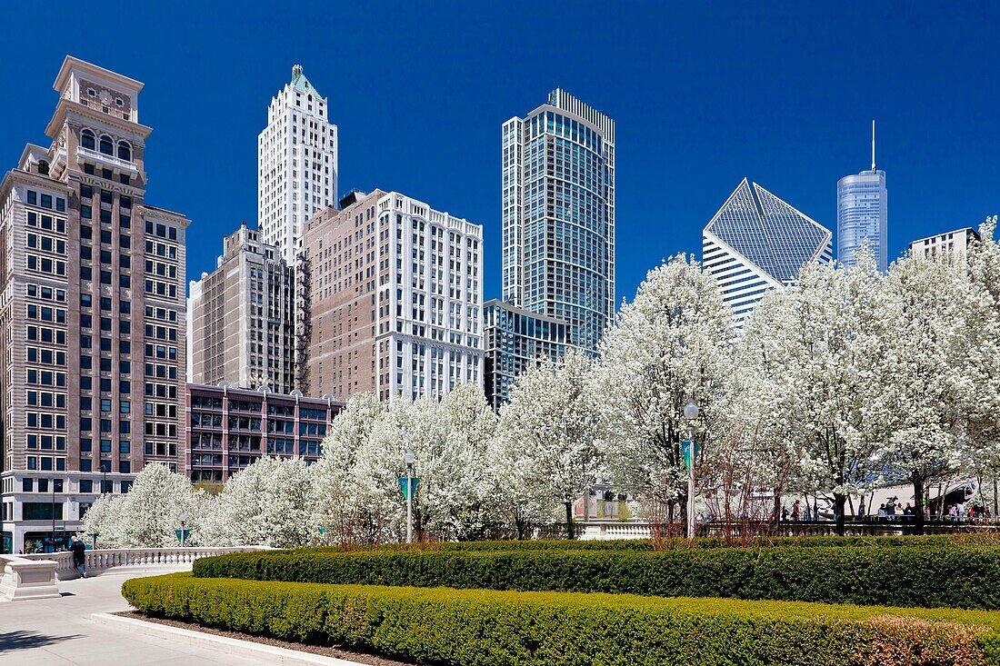 Blossoming cherry trees in Millenium Park with city skyline in downtown Chicago, Illinois, USA
