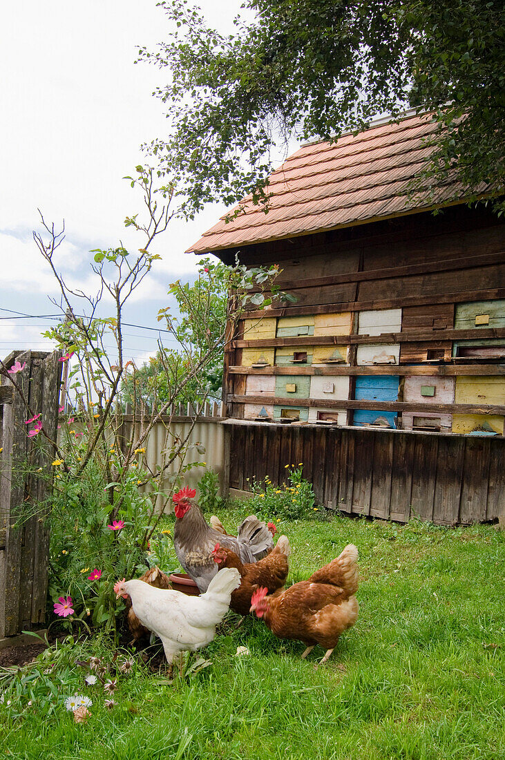 Cottaage garden with beehives and free-range hens, Styria, Austria, Bavaria, Germany