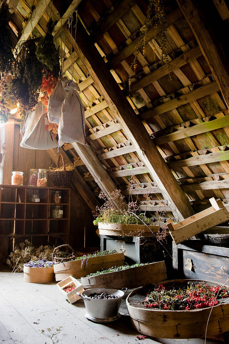 Herbs and flowers hung up for drying, dried flowers in an attic, Storage, Handmade, Bavaria, Germany
