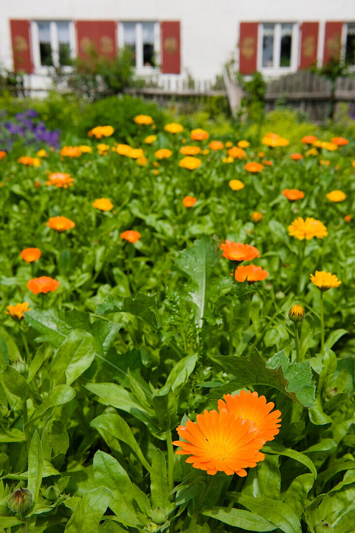 Calendula in the garden, Cottage garden, Bavaria, Germany