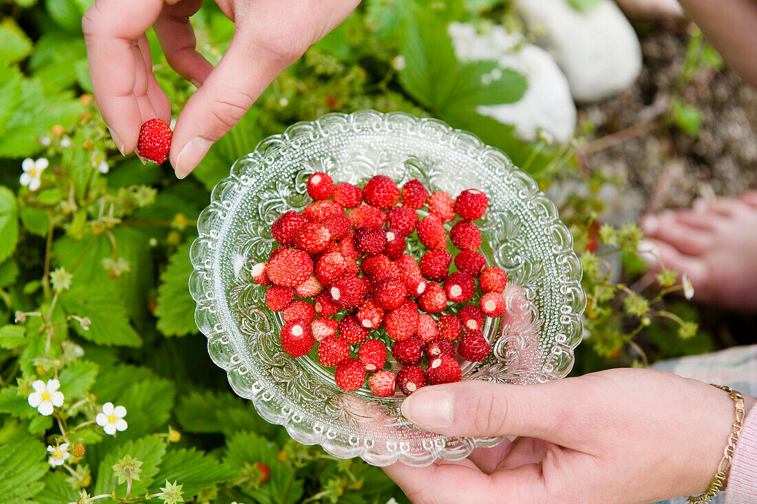 Woman holding a glass bowl of freshly picked strawberries from the garden, wild strawberries, harvest, Fruit, Bavaria, Germany