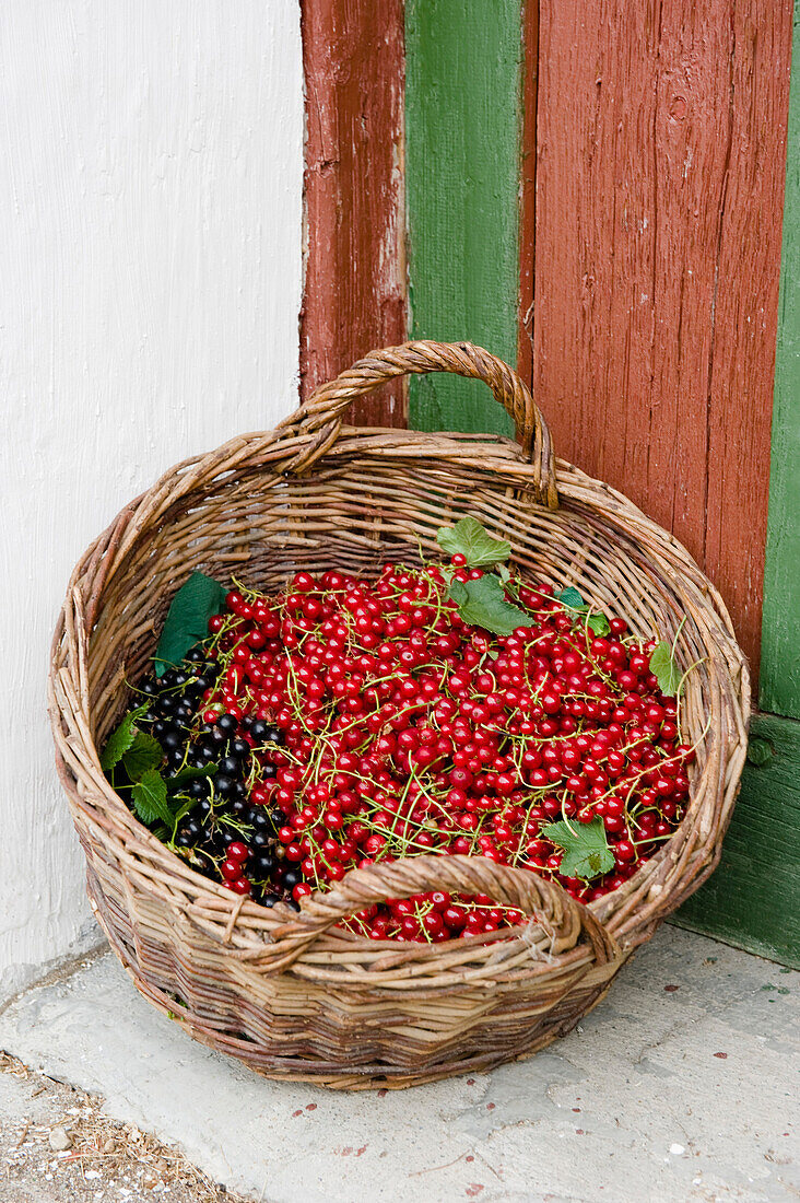 Frisch geerntete rote und schwarze Johannisbeeren in einem Korb, Ernte, Obst
