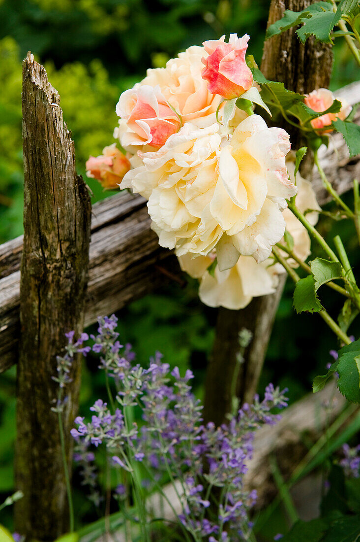 Blühende Rosen im Garten, Blüten, Garten