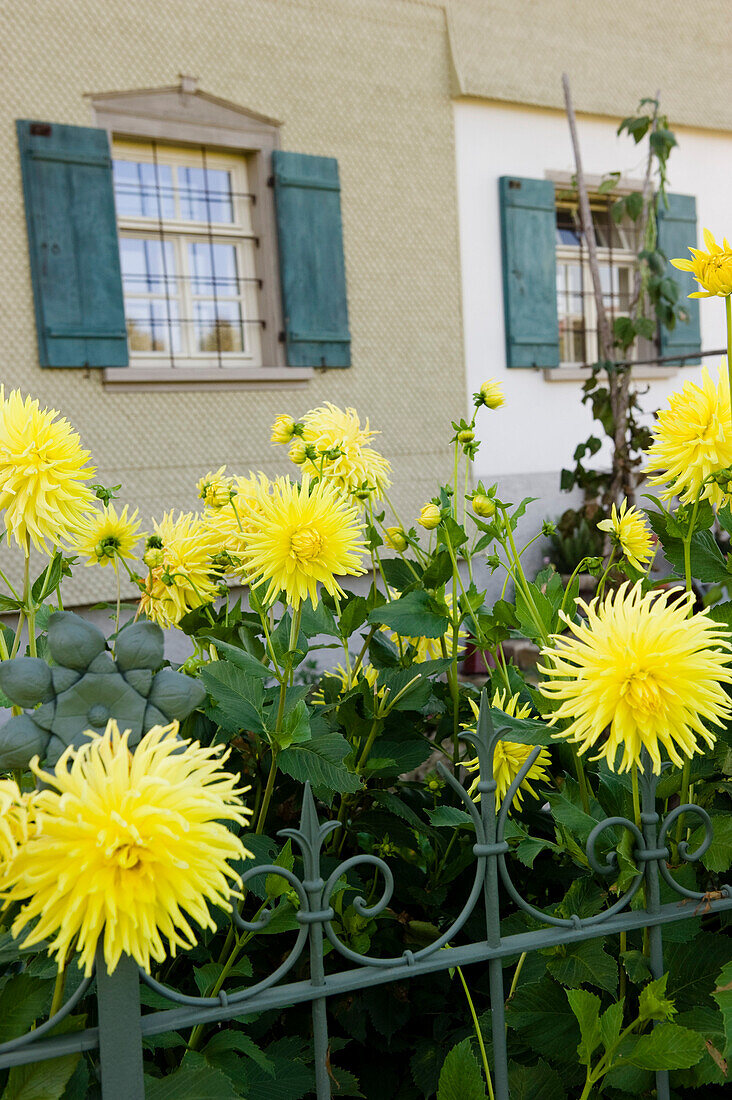 Gelbe Dahlien, Blumen vor Bauernhaus, Allgäu, Deutschland