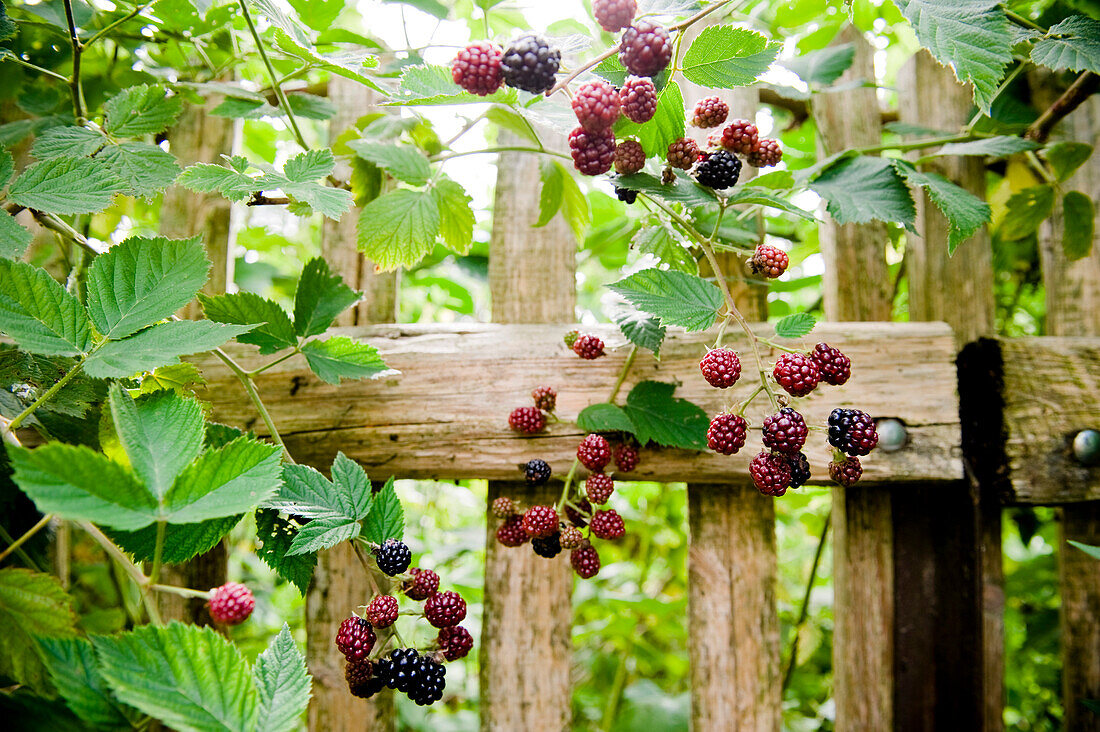 Brombeerstrauch im Garten, Brombeeren, Früchte