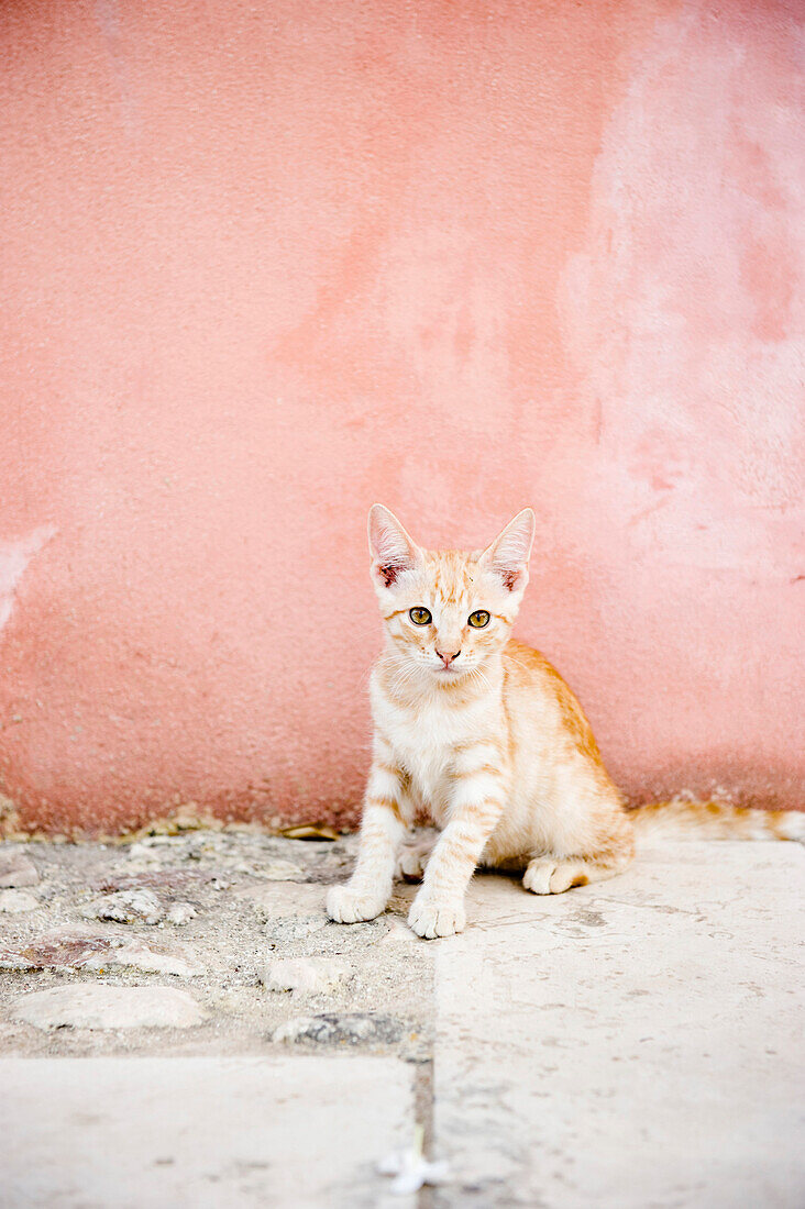 Kleines Kätzchen in der Altstadt, Sizilien, Italien