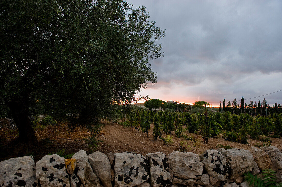 Olivenbäume und Weinreben in einem Feld, Sizilien, Italien