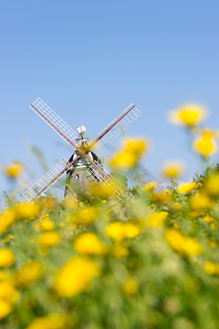 Canola field and historic windmill, Wrixum, Foehr, North Frisian Islands, Schleswig-Holstein, Germany, Europe