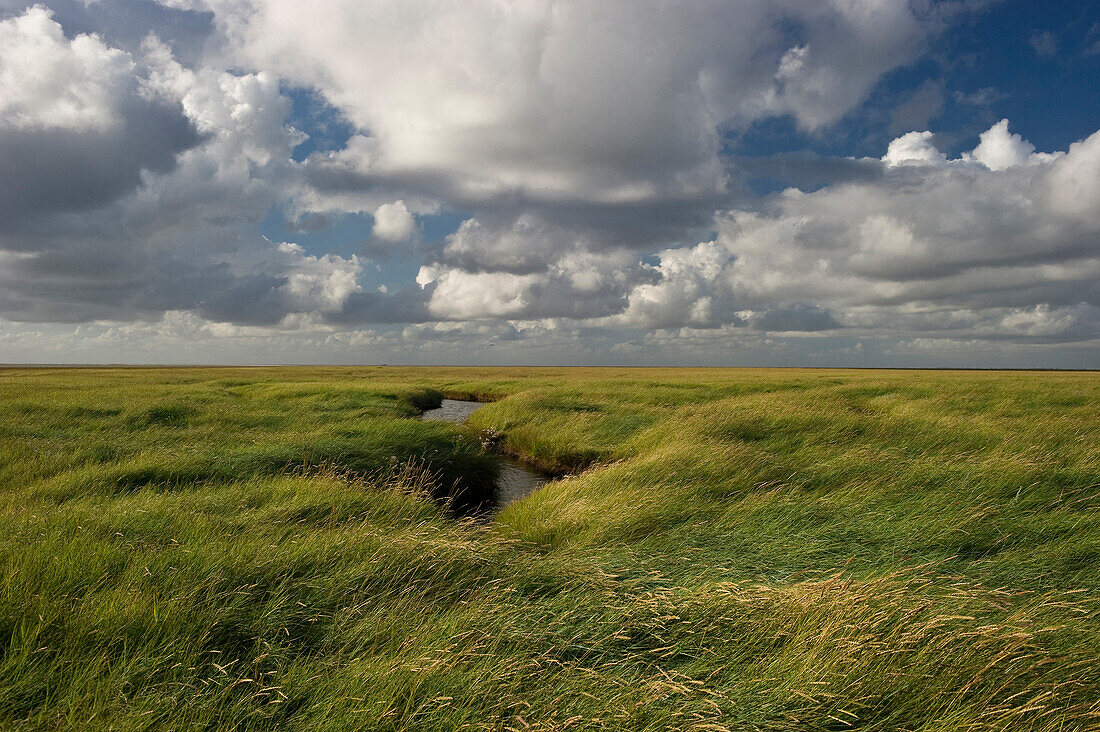 Clouded sky above salt meadows, Westerhever, Wadden Sea National Park, Eiderstedt peninsula, North Frisian Islands, Schleswig-Holstein, Germany, Europe