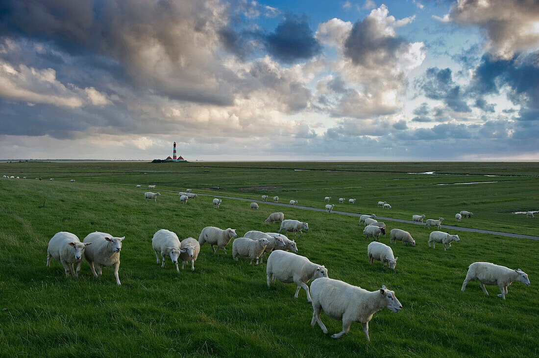 Westerheversand lighthouse and sheep at dusk, Westerhever, Wadden Sea National Park, Eiderstedt peninsula, North Frisian Islands, Schleswig-Holstein, Germany, Europe