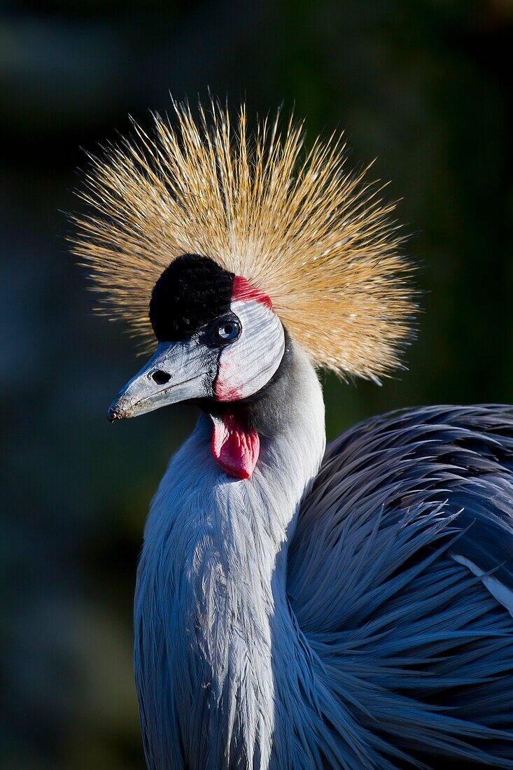 Grey Crowned Crane Balearica regulorum