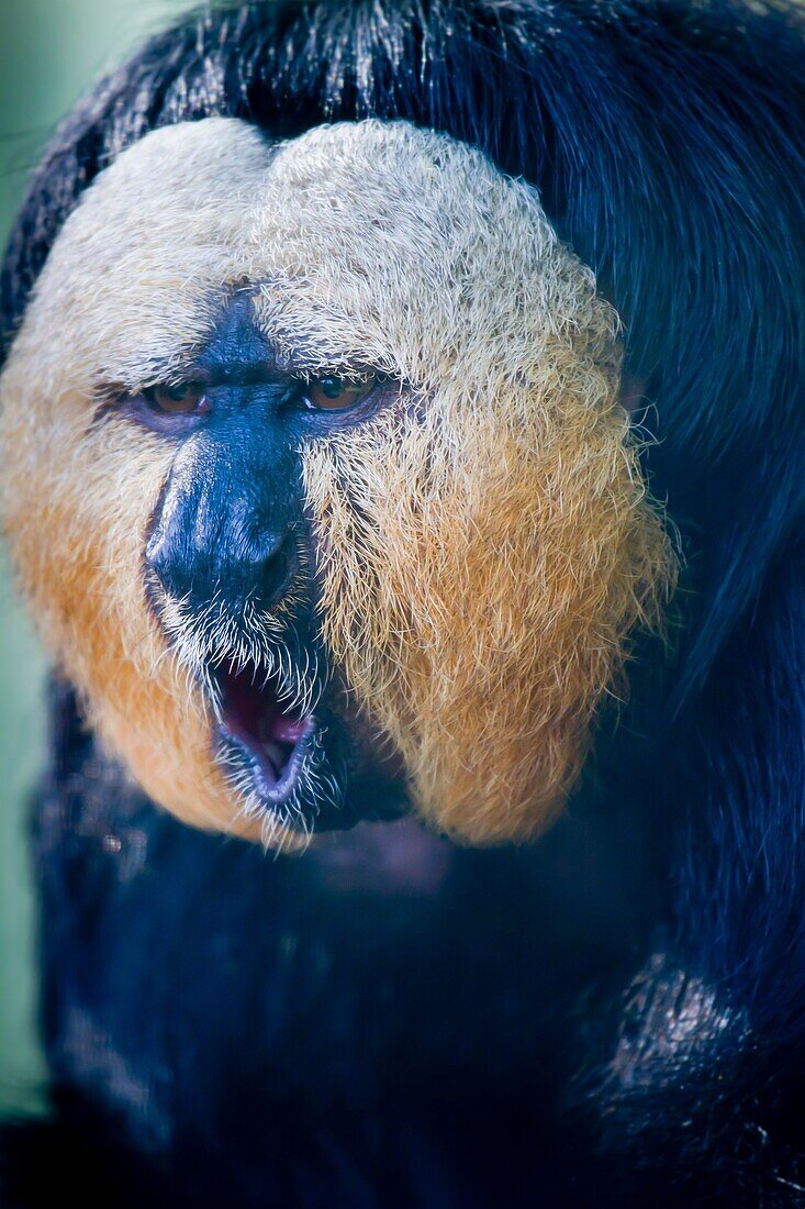 white-faced saki, Guianan saki or golden-faced saki Pithecia pithecia