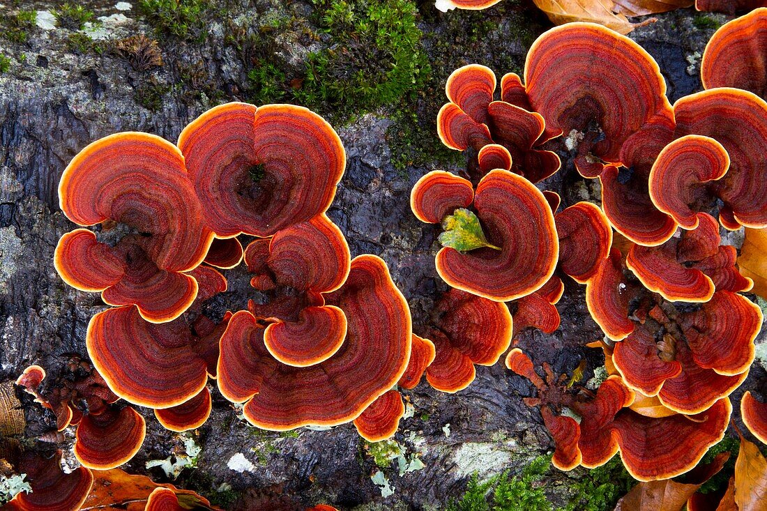 Turkey Tail mushroom Trametes versicolor  Monte Santiago Natural Monument  County Las Merindades  Burgos, Castile and Leon  Spain