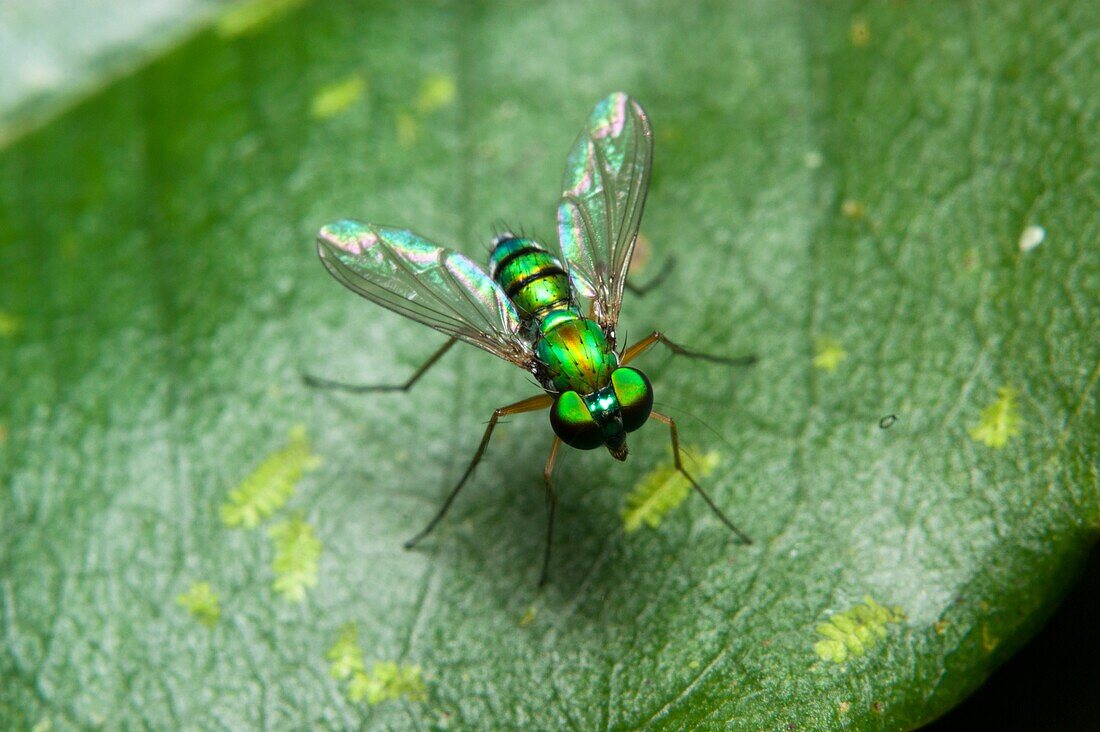 long-legged fly Diptera: Dolichopodidae from Skudup, Kuching, Sarawak, Malaysia