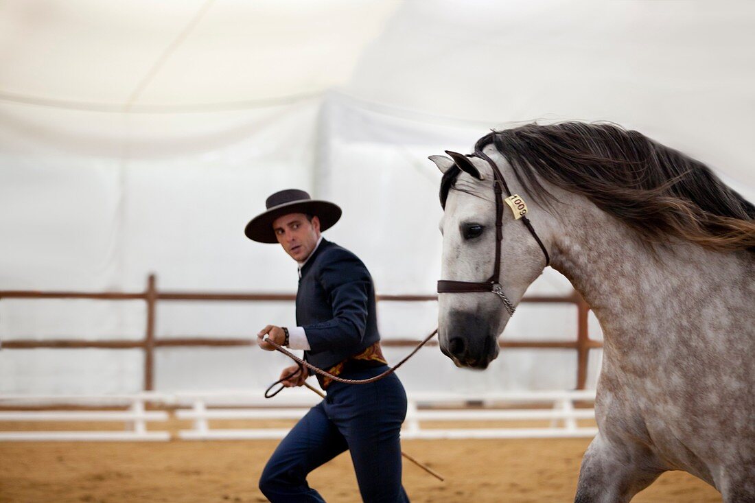 Winner of the Morphological competition of Pure Spanish Horse, Equus Fair 2011, Girona, Spain