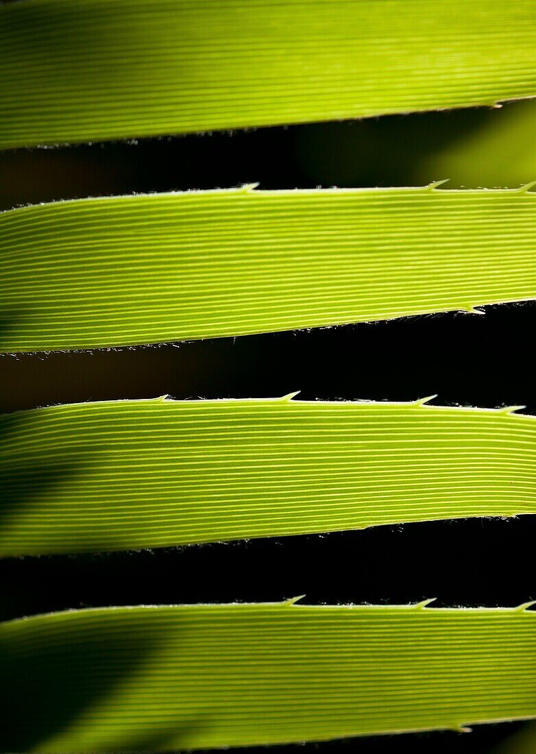 close-up of four tropical leaves vertically aligned with light creating shadows and illuminating the veins