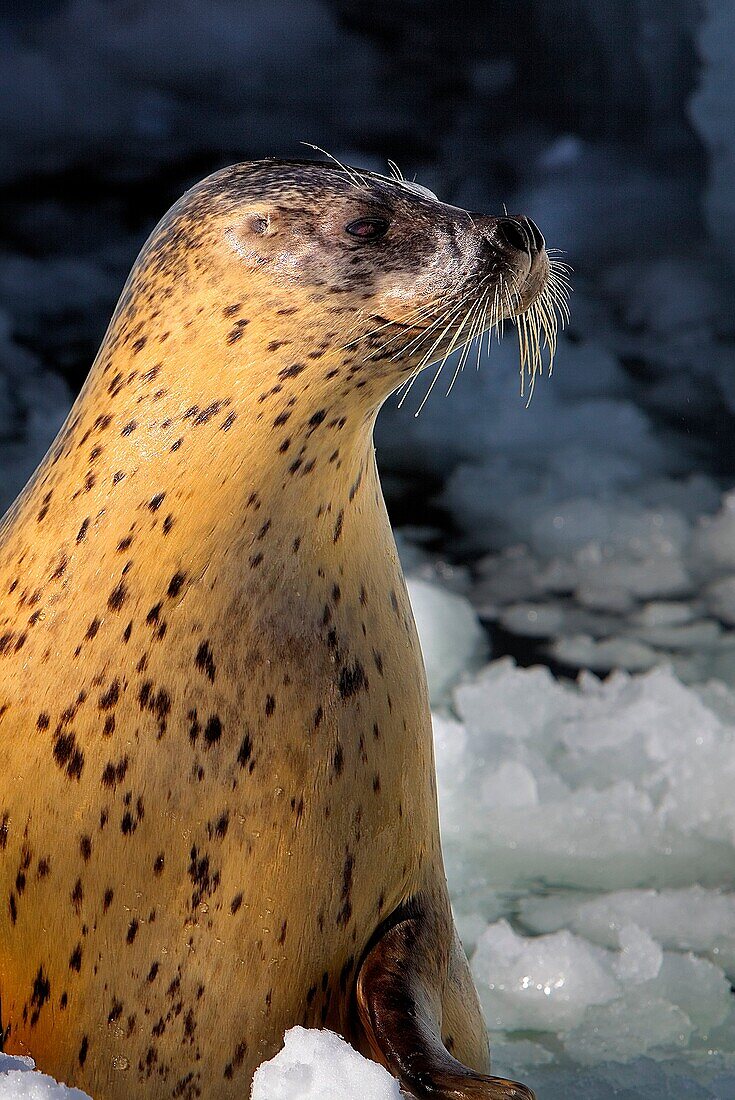 wild seal in Bakkai Port,Wakkanai, Hokkaido, Japan