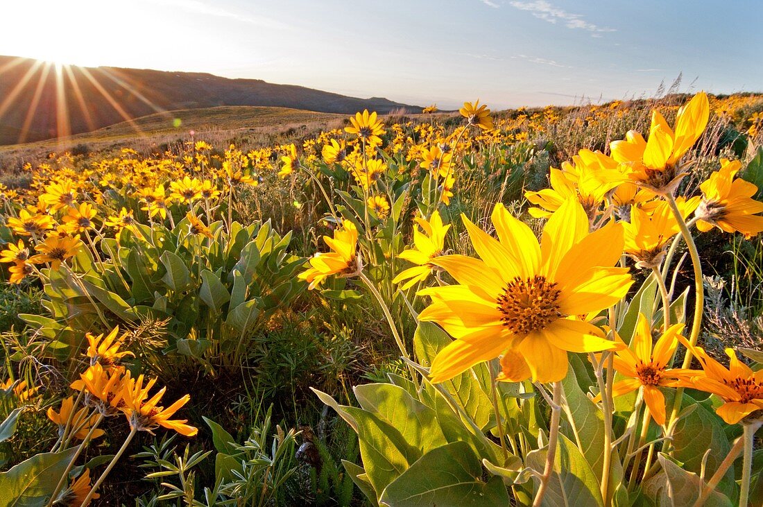 Goose Creek Mountains, Arrowleaf Balsam Root wildflowers above Wahlstrom Hollow in the Goose Creek Mountains of southern Idaho