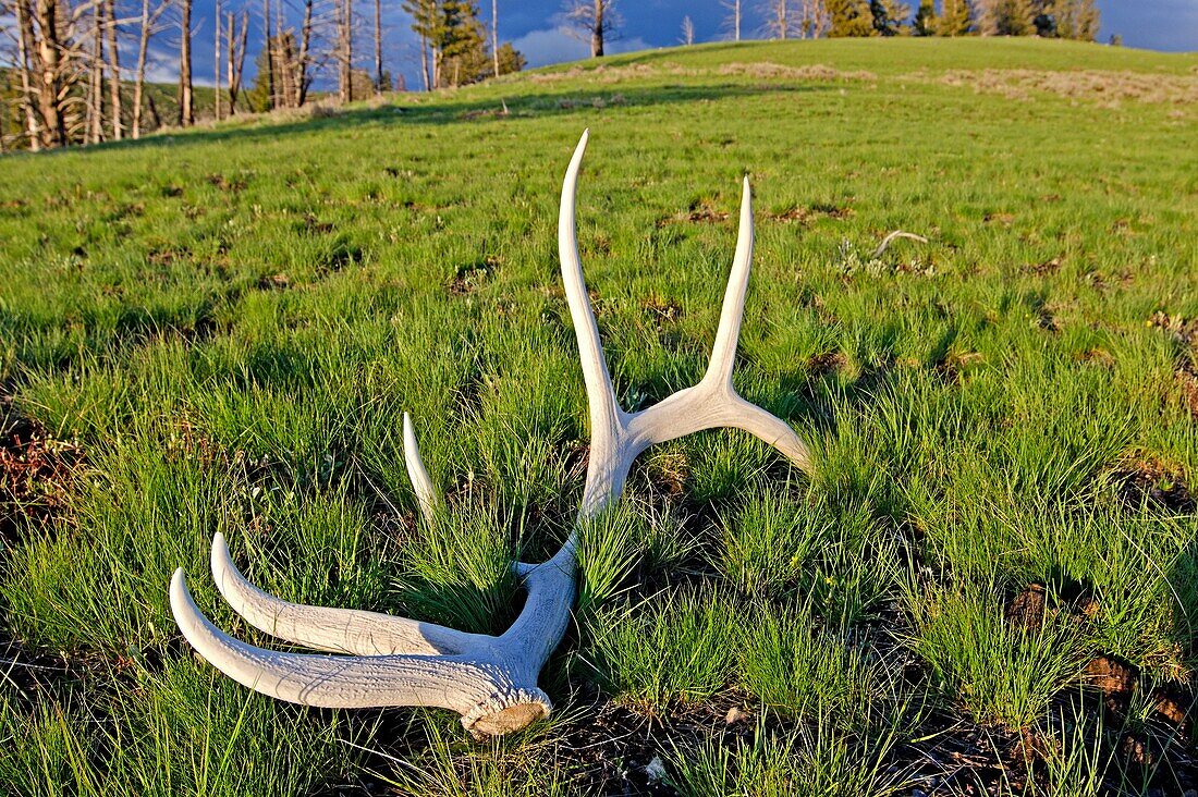 Yellowstone, Elk antler on the Blacktail Deer Plateau near Wraith Falls at Yellowstone National Park in northern Wyoming