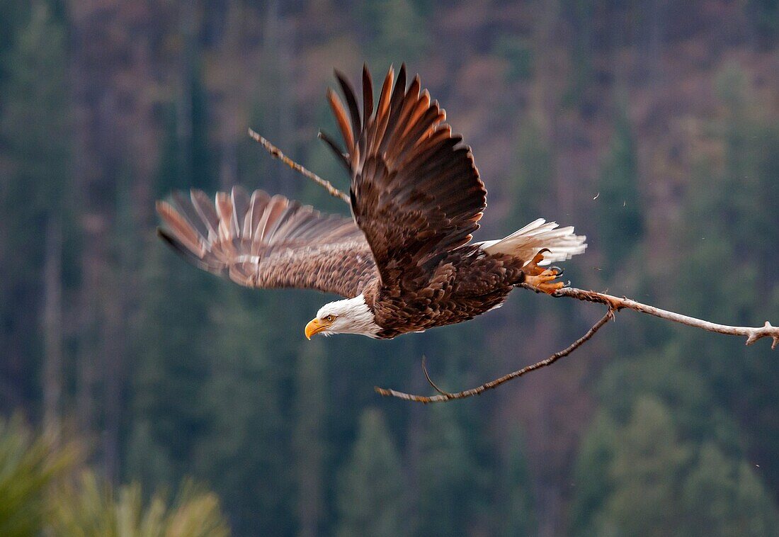 Coeur d´ Alene, Bald Eagle takes off from a perch tree at Coeur d´ Alene Lake near the city of Coeur d´ Alene in northern Idaho