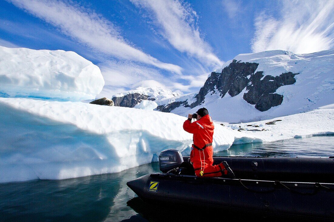 Adult leopard seal Hydrurga leptonyx with Steve Gould near Cuverville Island near the Antarctic Peni