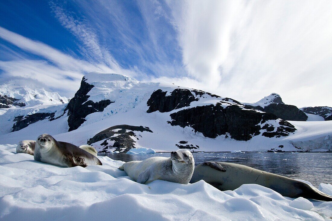 Crabeater seals Lobodon carcinophaga hauled out on ice floe near Cuverville Island in the Antarctic Peninsula. Crabeater seals Lobodon carcinophaga hauled out on ice floe near Cuverville Island in the Antarctic Peninsula  MORE INFO Crabeater seals often e
