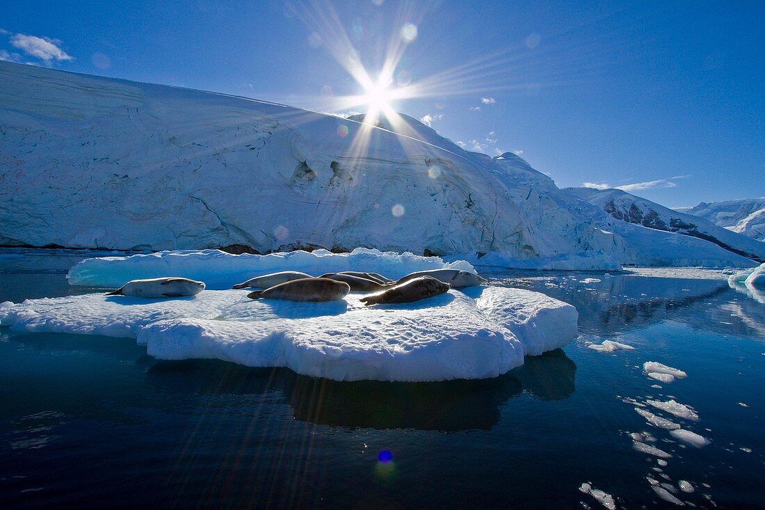 Crabeater seals Lobodon carcinophaga hauled out on ice floe in Neko Harbor near the Antarctic Peninsula. Crabeater seals Lobodon carcinophaga hauled out on ice floe in Neko Harbor near the Antarctic Peninsula  MORE INFO Crabeater seals often exhibit spira