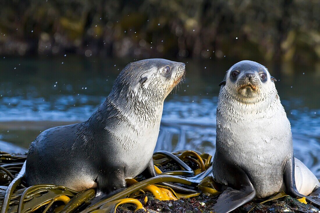 Antarctic fur seal pup Arctocephalus gazella on Prion Island in the Bay of Isles on South Georgia, Southern Ocean. Antarctic fur seal pup Arctocephalus gazella on Prion Island in the Bay of Isles on South Georgia, Southern Ocean  MORE INFO Around 95 of th