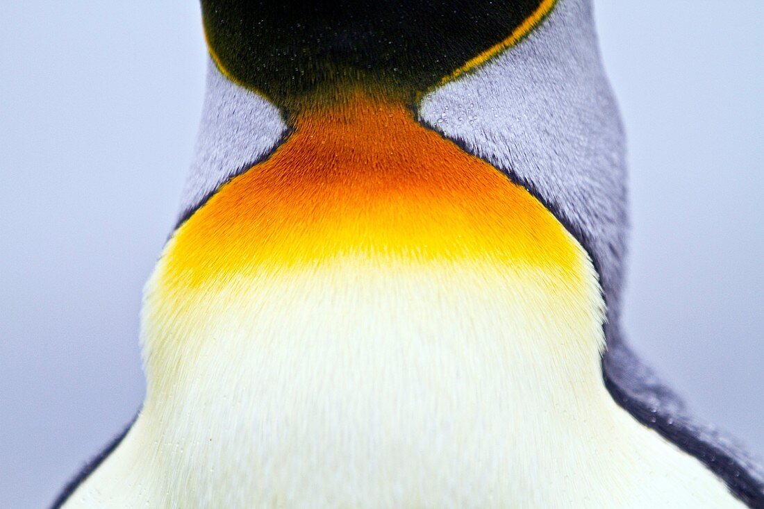 King penguin Aptenodytes patagonicus detail at breeding and nesting colony at St  Andrews Bay on South Georgia, Southern Ocean. King penguin Aptenodytes patagonicus detail at breeding and nesting colony at St  Andrews Bay on South Georgia, Southern Ocean 