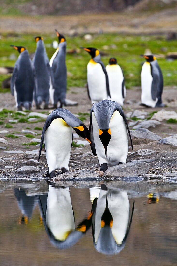 King penguin Aptenodytes patagonicus reflected in melt water pond at breeding and nesting colony at St  Andrews Bay on South Georgia, Southern Ocean. King penguin Aptenodytes patagonicus reflected in melt water pond at breeding and nesting colony at St  A