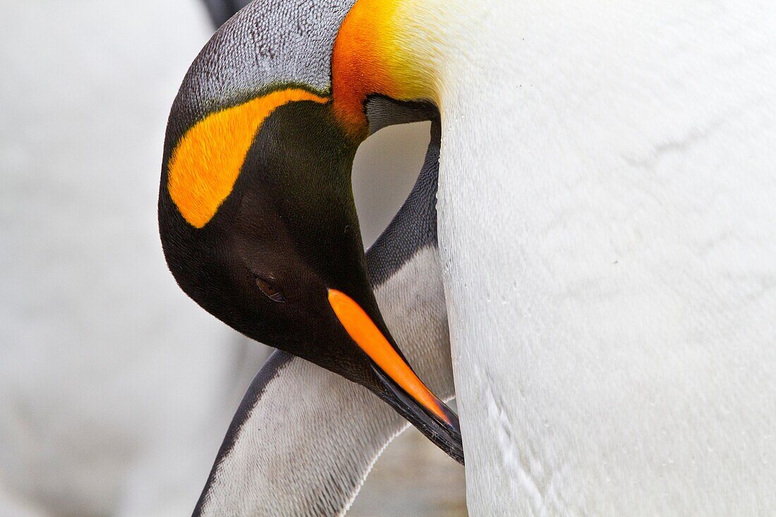 King penguin Aptenodytes patagonicus detail at breeding and nesting colony at St  Andrews Bay on South Georgia, Southern Ocean. King penguin Aptenodytes patagonicus detail at breeding and nesting colony at St  Andrews Bay on South Georgia, Southern Ocean 