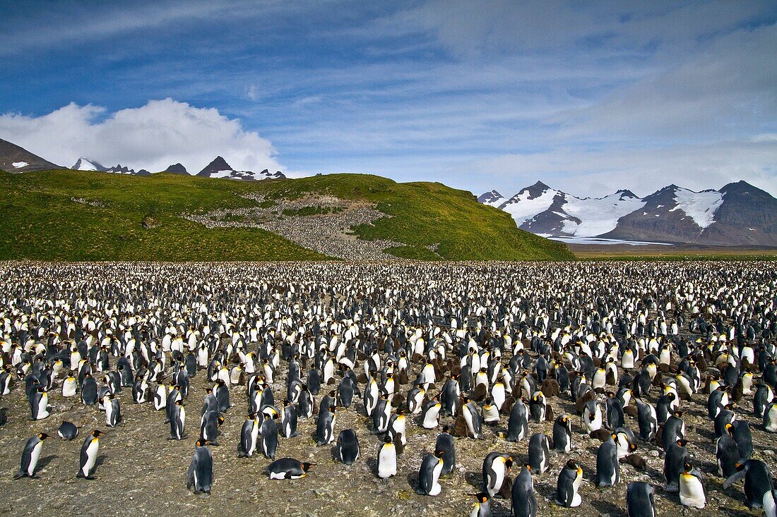 King penguins Aptenodytes patagonicus at breeding and nesting colony at Salisbury Plains in the Bay of Isles, South Georgia, Southern Ocean. King penguins Aptenodytes patagonicus at breeding and nesting colony at Salisbury Plains in the Bay of Isles, Sout