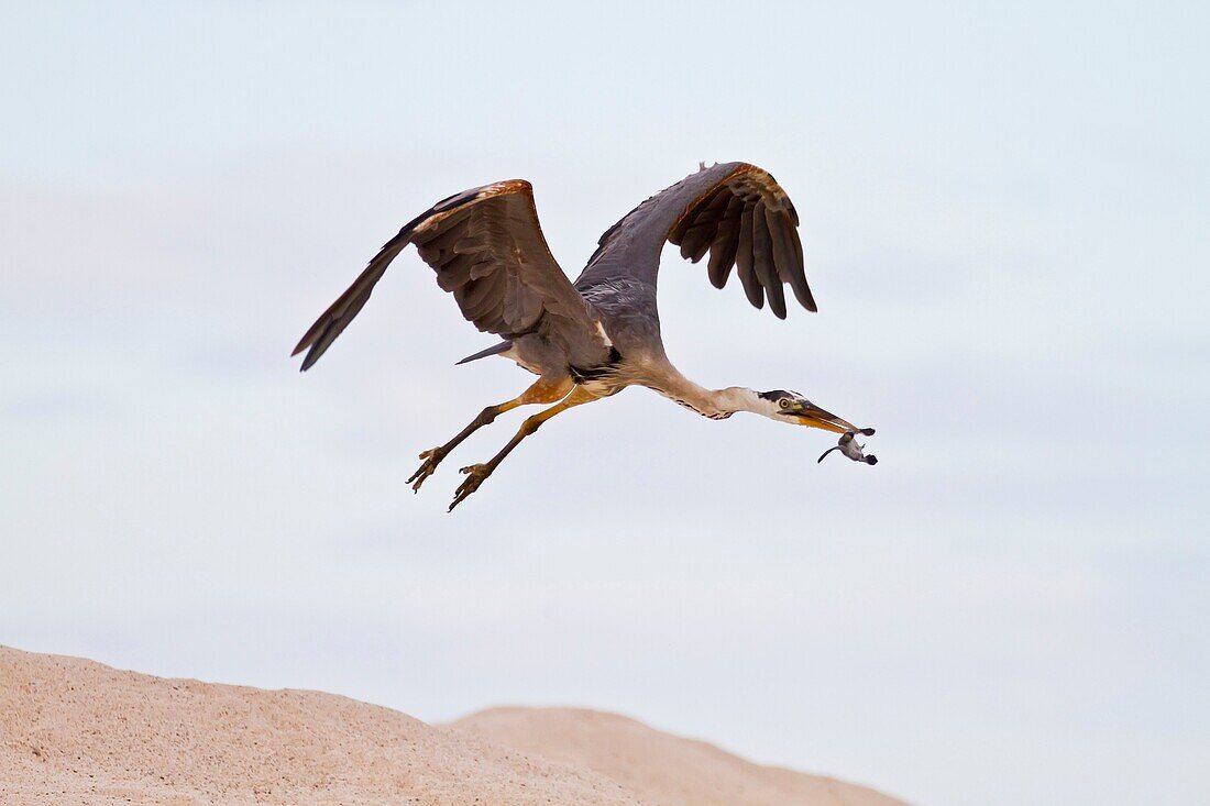 Adult great blue heron Ardea herodias cognata feeding on green sea turtle Chelonia mydas hatchlings at Las Bachas, Santa Cruz Island in the Galapagos Island Archipelago, Ecuador. Adult great blue heron Ardea herodias cognata feeding on green sea turtle Ch